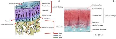 Osteochondral Injury, Management and Tissue Engineering Approaches